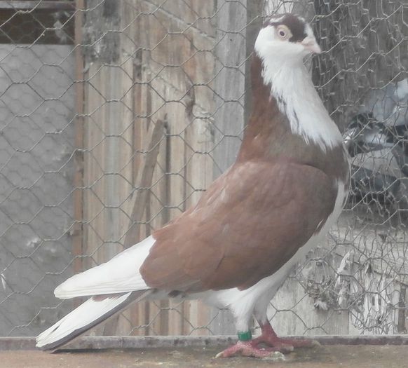 Dat in Satu Mare la Soponar Radu Dat in Satu Mare la Soponar Radu