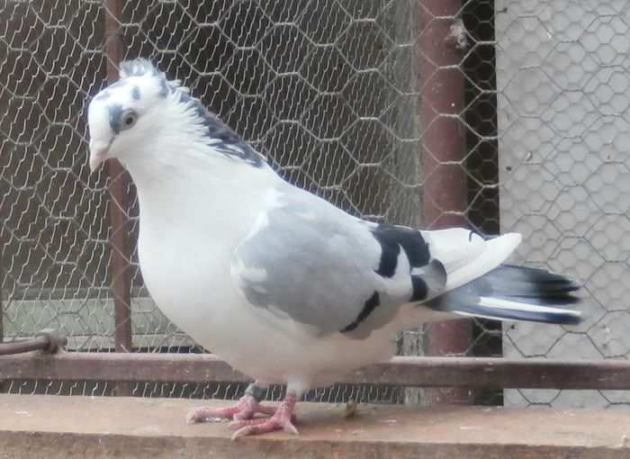 Dat in Satu Mare la Soponar Radu Dat in Satu Mare la Soponar Radu