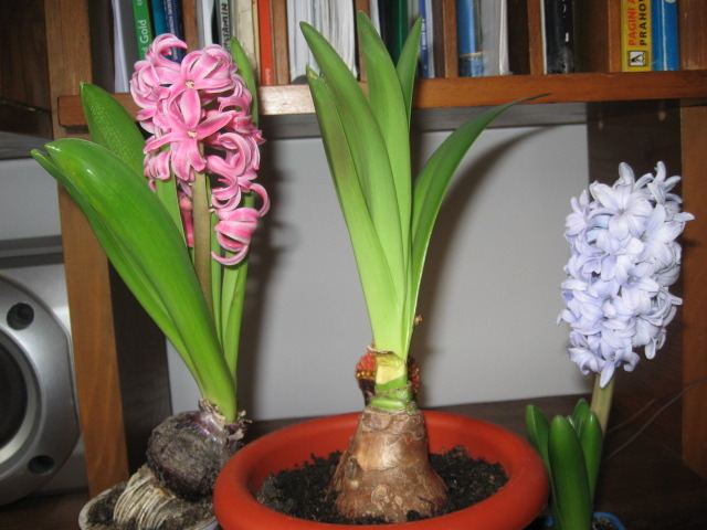 Apple blossom - Hippeastrum