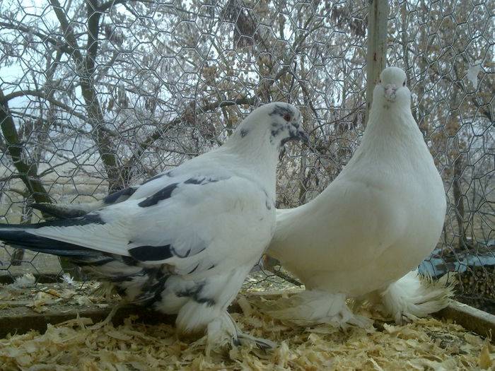  - porumbei romagnolo