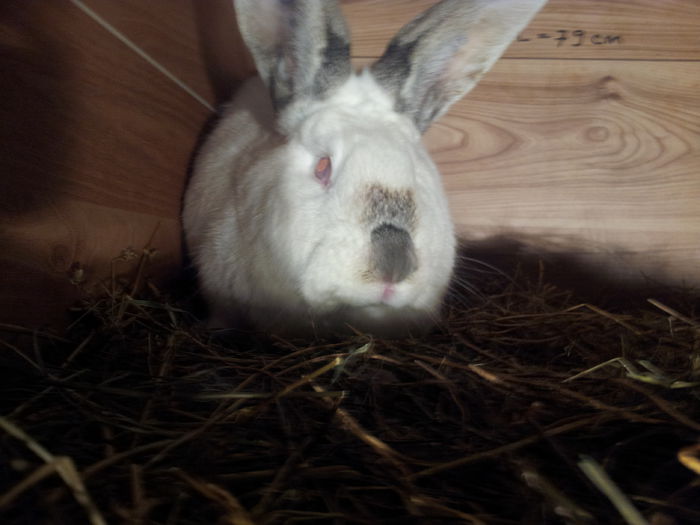 6.120 kg /15.12.2014 - CUSCA XXX AU FOST