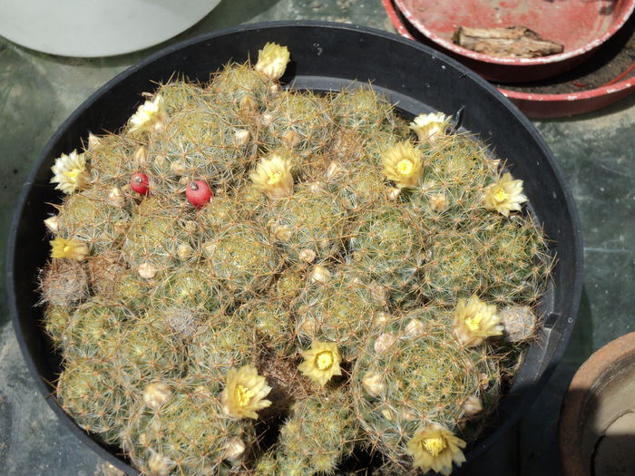 DSC01021 - Cactusi