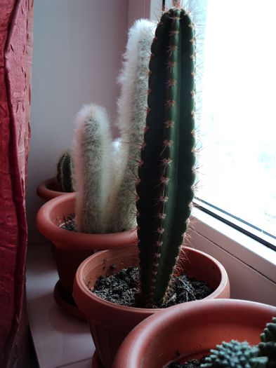 DSC01796 - Cactusi