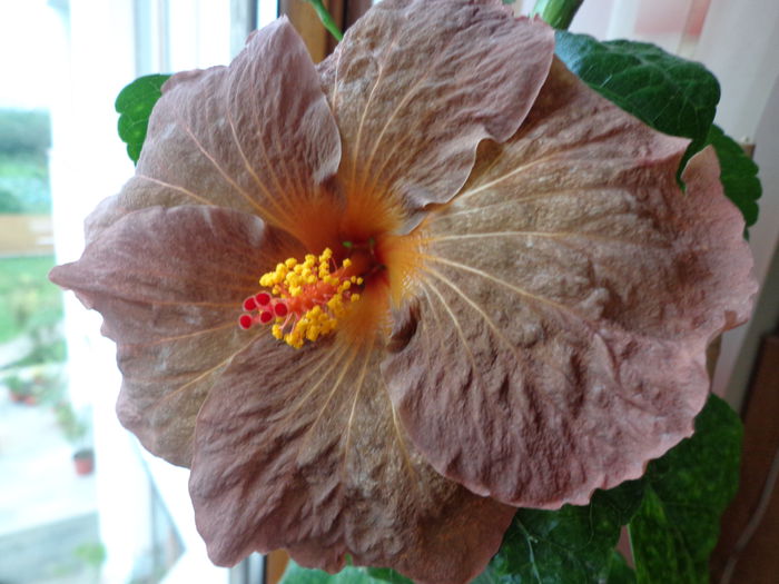 DSC04189 - A-HIBISCUS 2014