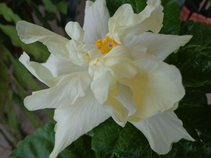 188 - A-HIBISCUS 2014