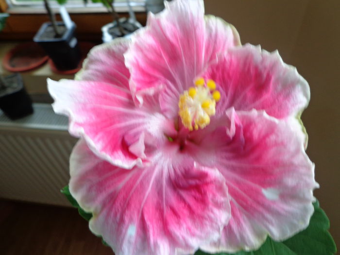 076 - A-HIBISCUS 2014