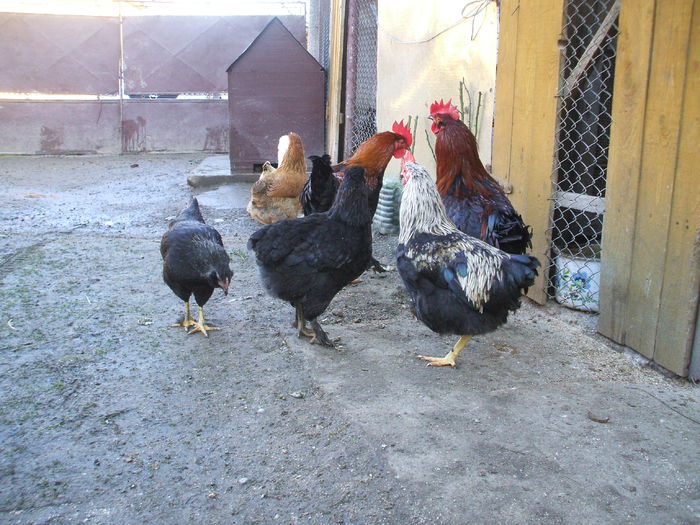 DSCF1801 - VIII aceeasi pui la data de 5 decembrie 2014