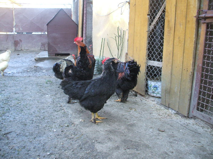 DSCF1802 - VIII aceeasi pui la data de 5 decembrie 2014