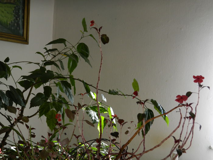 DSCN5795 - DECEMBRIE_2014