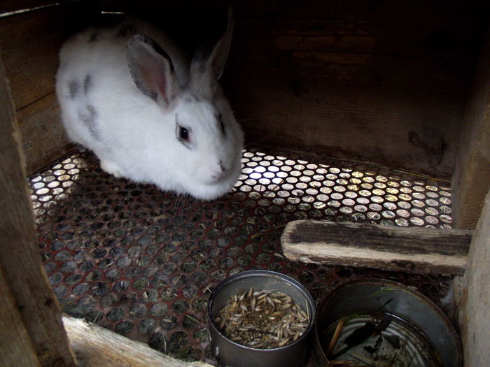 cuib 24.09.2014 rihana albus 4 bucati (1)