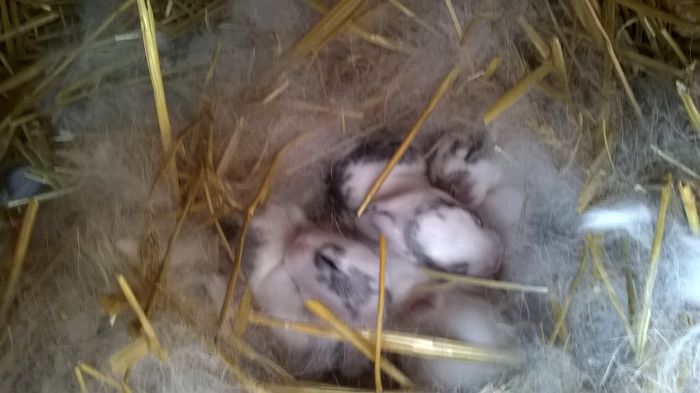 cuib 24.09.2014 rihana albus 4 bucati (2)