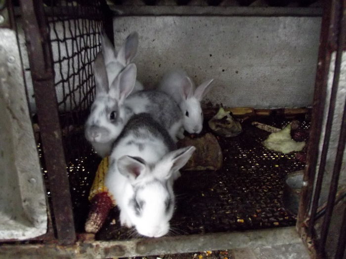 cuib 24.09.2014 rihana albus 4 bucati (5)