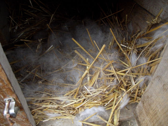 cuib 24.09.2014 rihana albus 4 bucati (7)