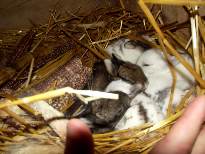 cuib 30.11.2014 regina carol 6 bucati (2)