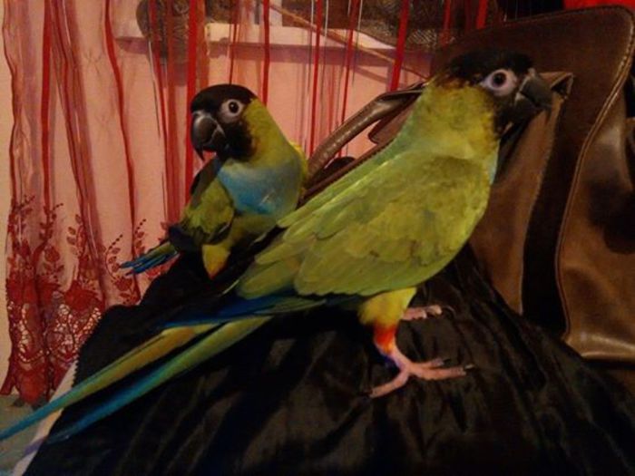 10475263_997299156952789_2064292400466191202_n