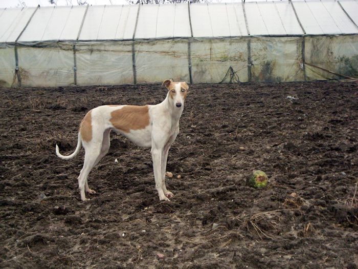 de vanzare acum - ogary greyhound album