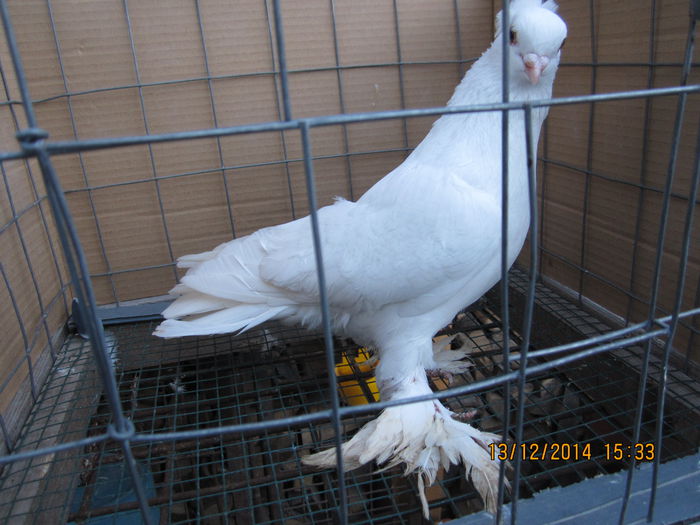 jucatori uzbeci 004
