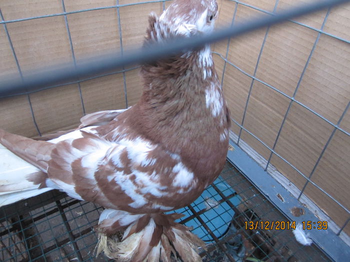 jucatori uzbeci 014