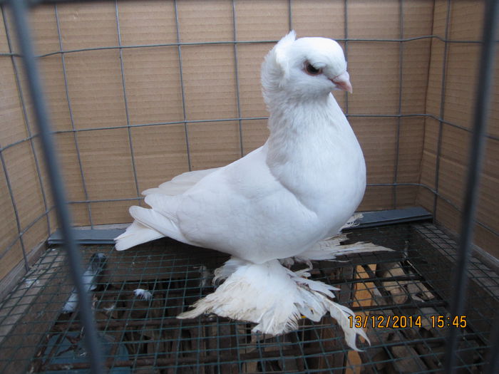 jucatori uzbeci 017