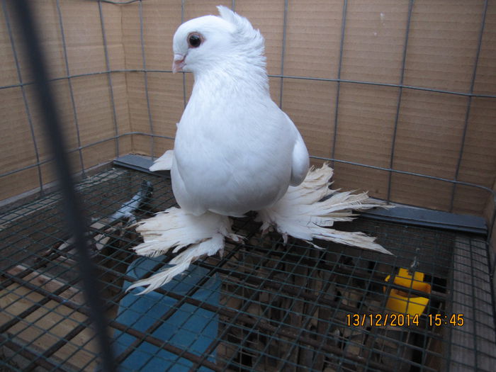 jucatori uzbeci 018