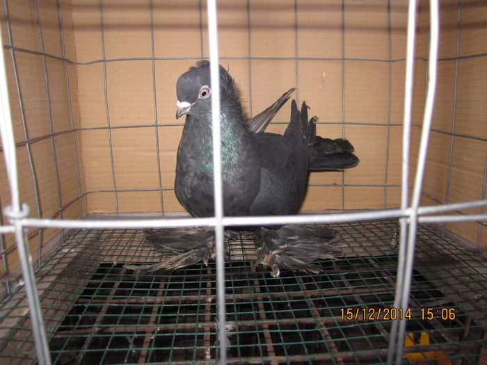jucatori uzbeci 023