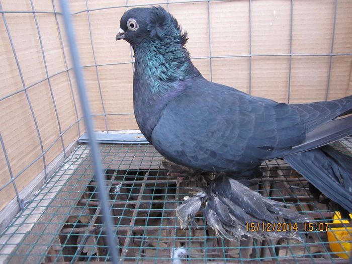jucatori uzbeci 027