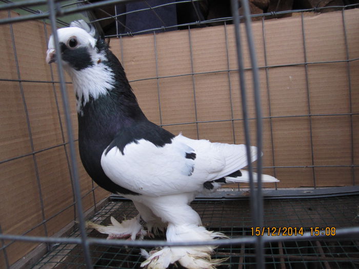 jucatori uzbeci 028
