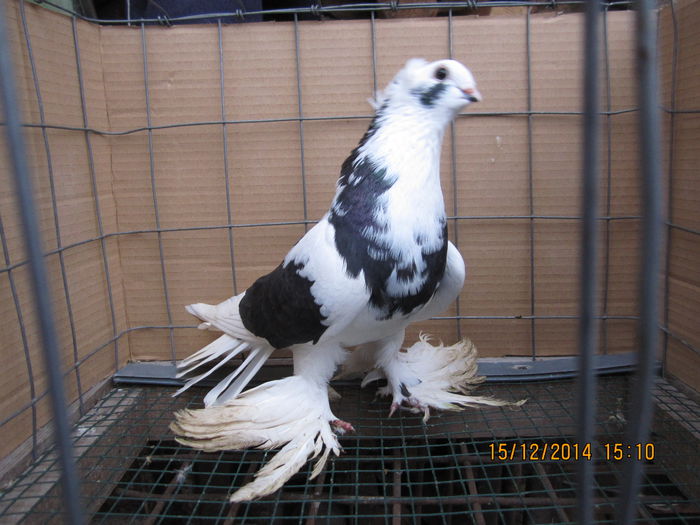 jucatori uzbeci 033