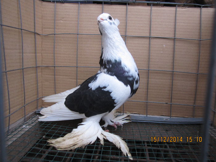 jucatori uzbeci 034