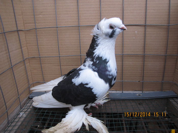 jucatori uzbeci 035