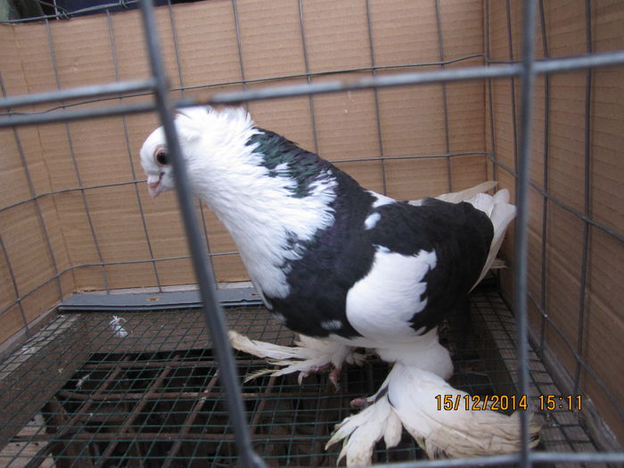 jucatori uzbeci 039