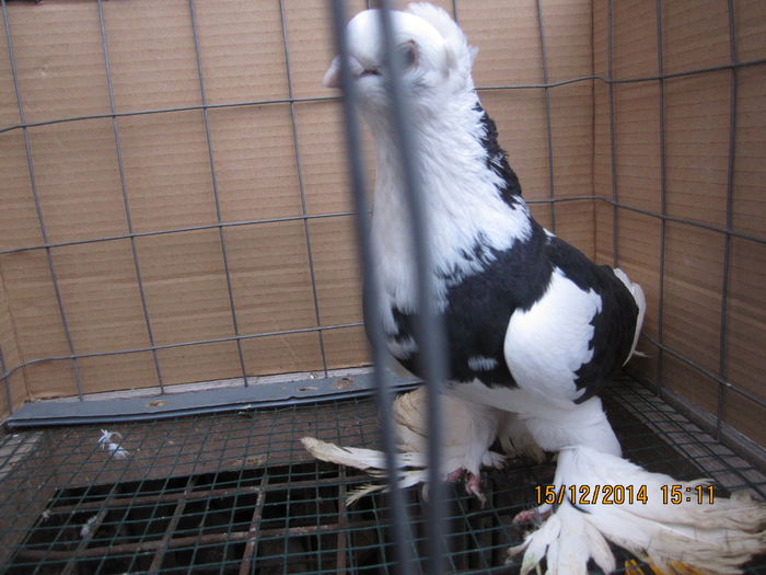 jucatori uzbeci 040