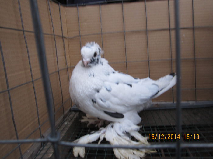 jucatori uzbeci 041