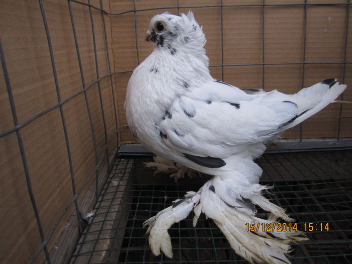 jucatori uzbeci 043