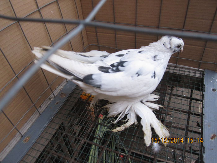 jucatori uzbeci 044