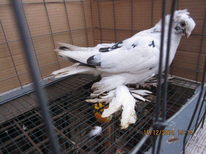 jucatori uzbeci 045