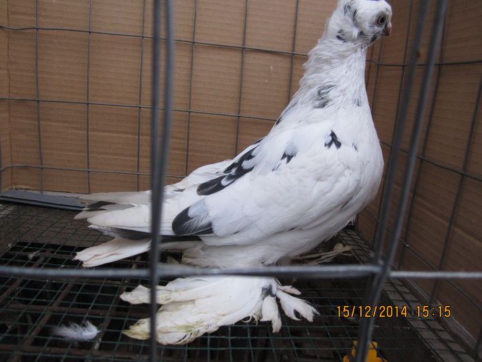 jucatori uzbeci 046