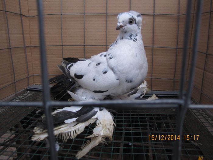jucatori uzbeci 047