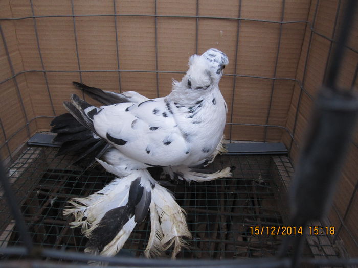 jucatori uzbeci 048
