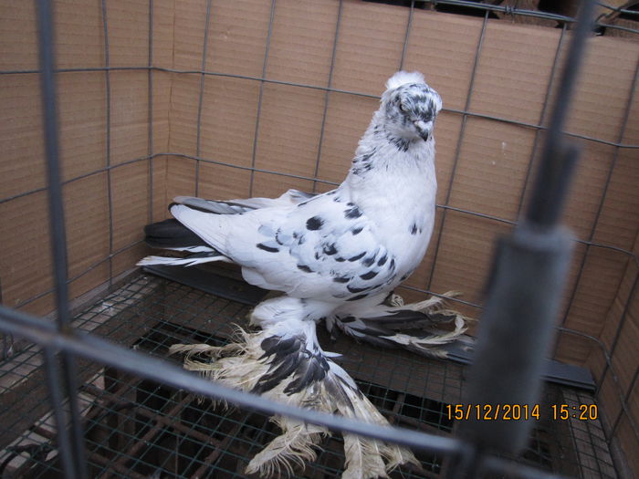 jucatori uzbeci 054