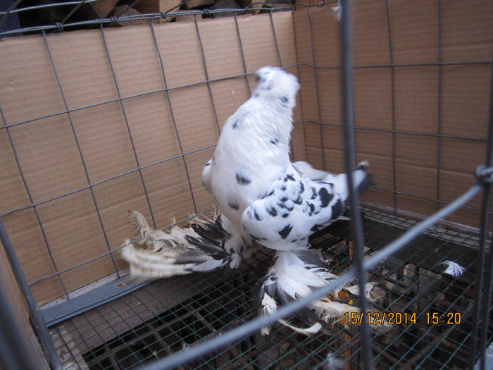 jucatori uzbeci 057