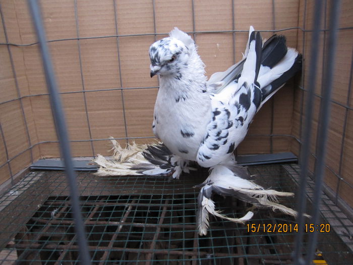 jucatori uzbeci 058