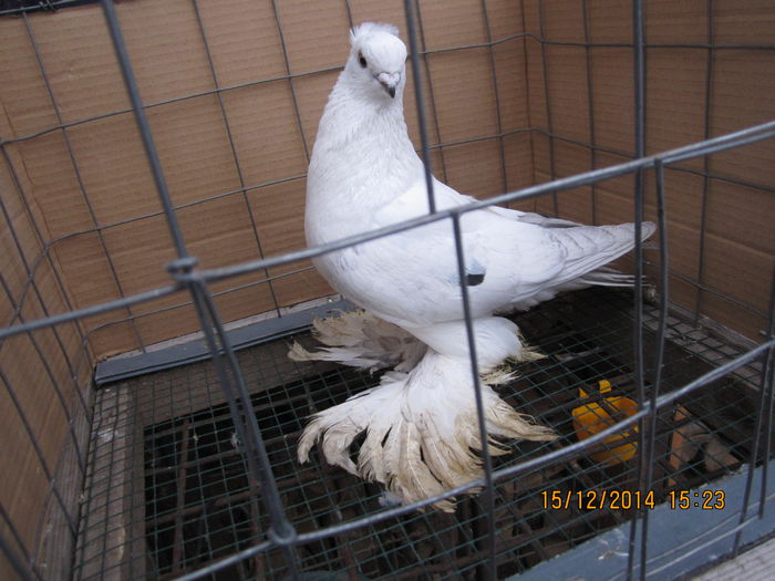 jucatori uzbeci 061