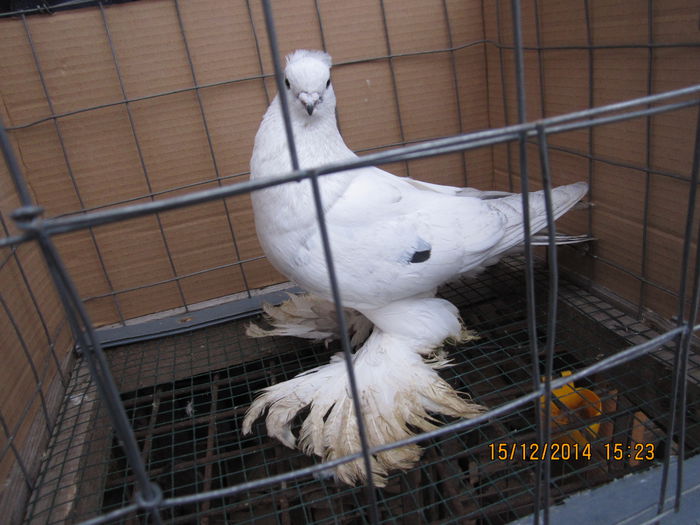 jucatori uzbeci 062