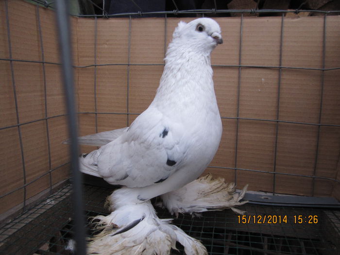 jucatori uzbeci 065