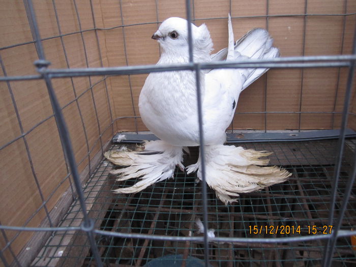 jucatori uzbeci 066