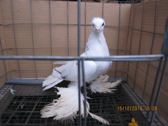 jucatori uzbeci 068