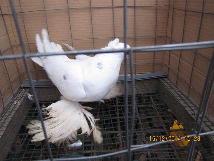 jucatori uzbeci 069