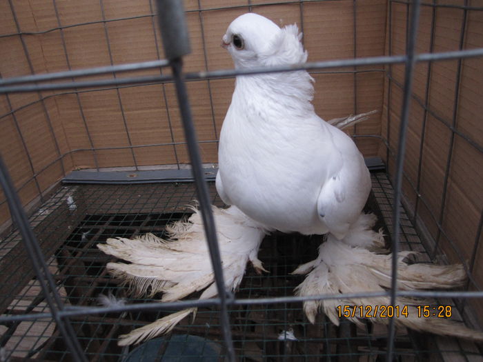jucatori uzbeci 070