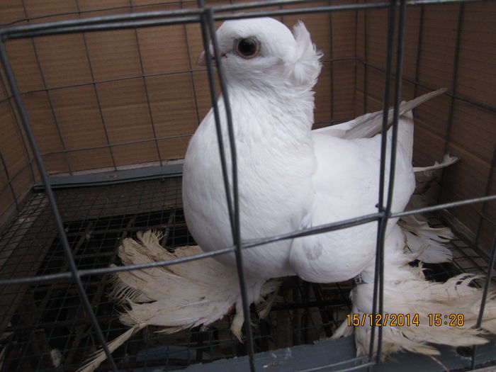 jucatori uzbeci 072